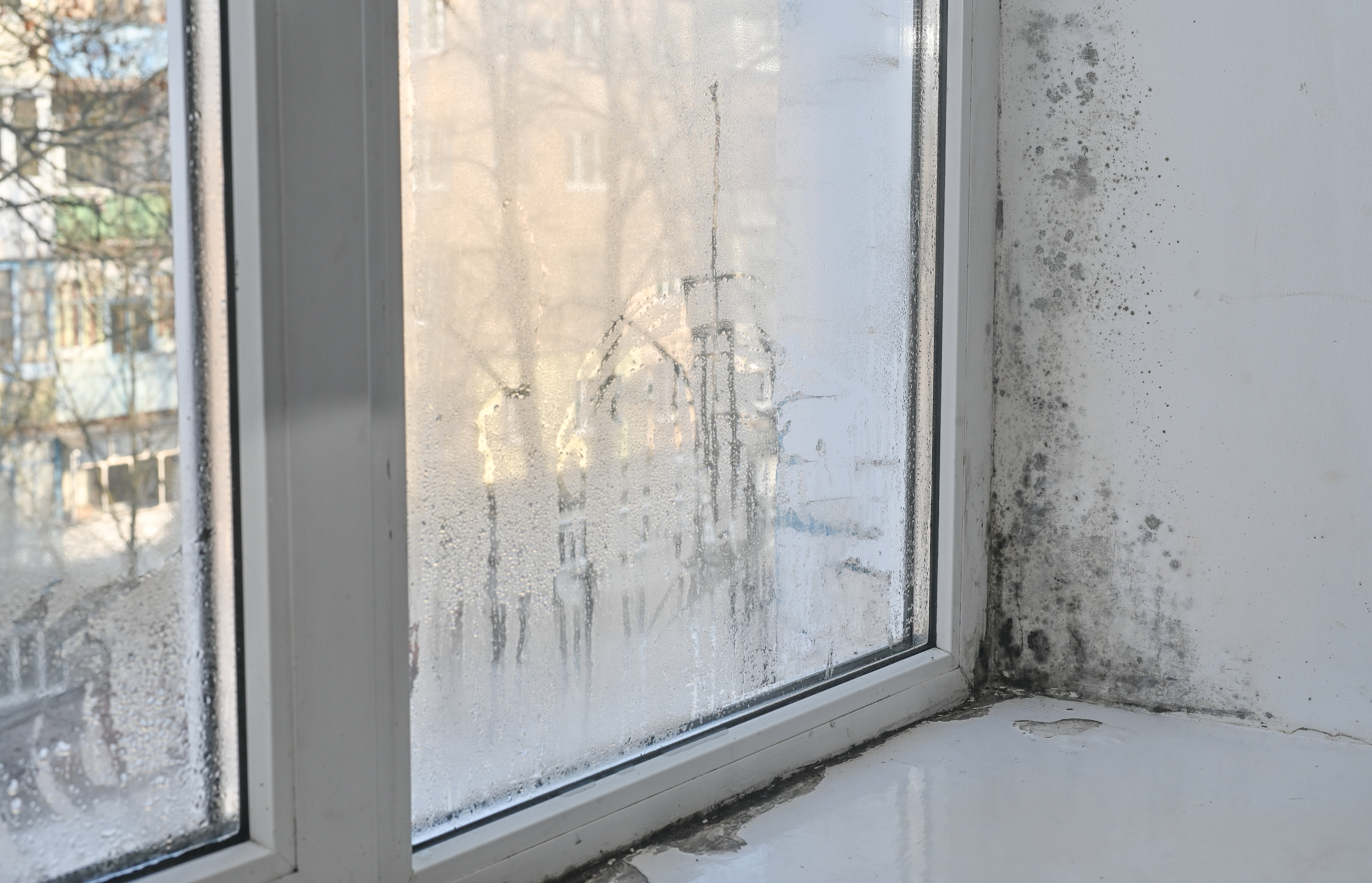 mould-on-wall-and-window