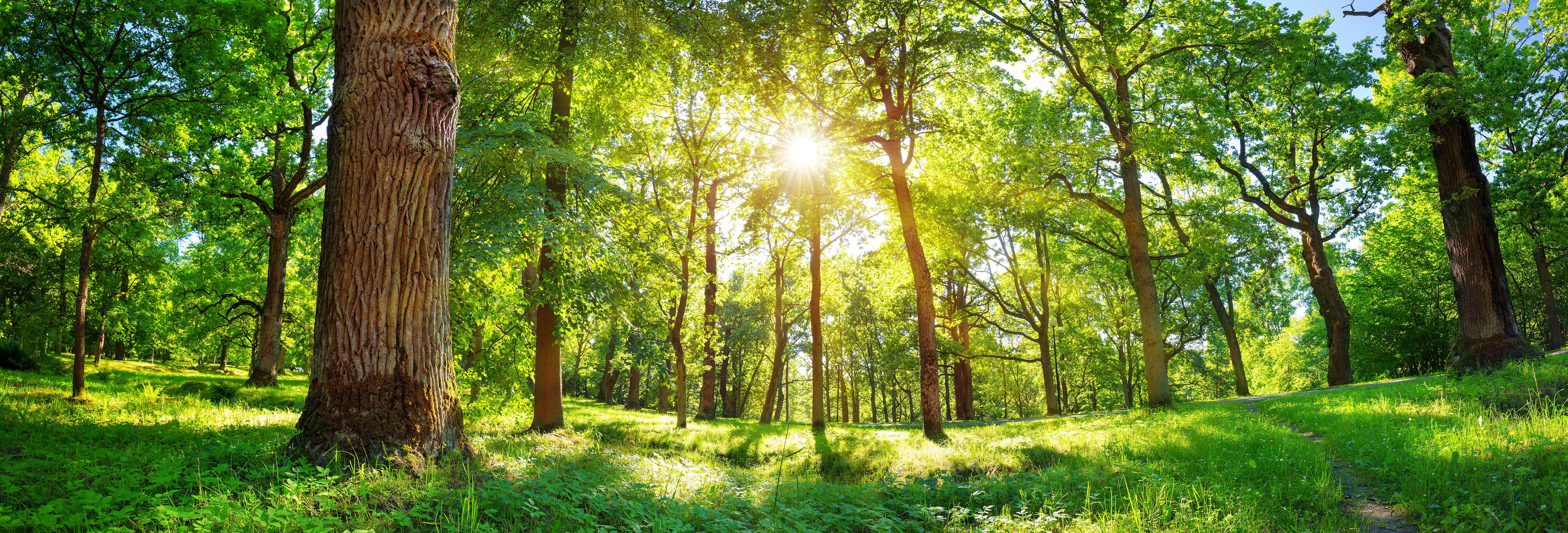 tree-planting-sustainability-actions