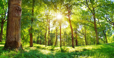 tree-planting-sustainability-actions