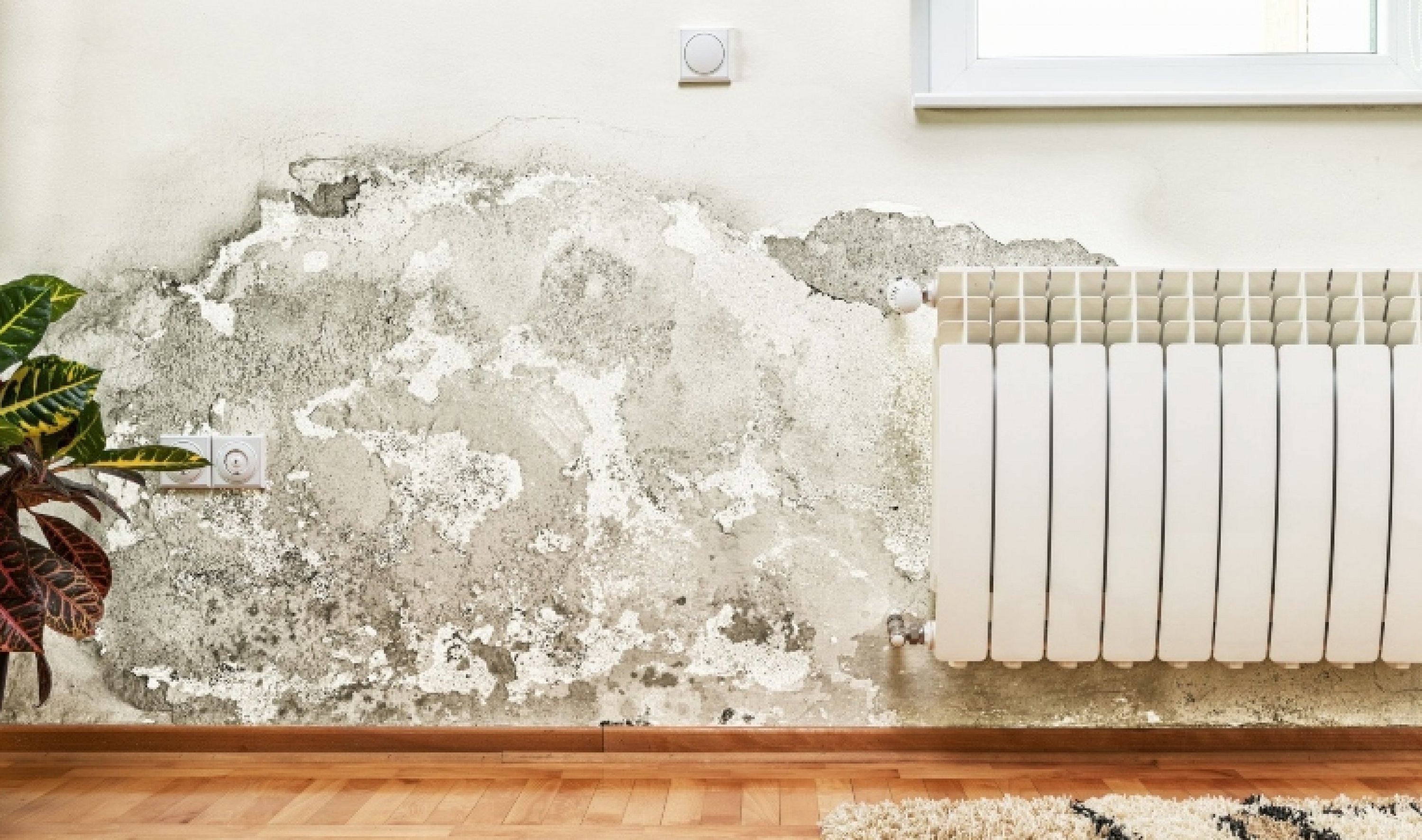 damp-on-wall-in-home