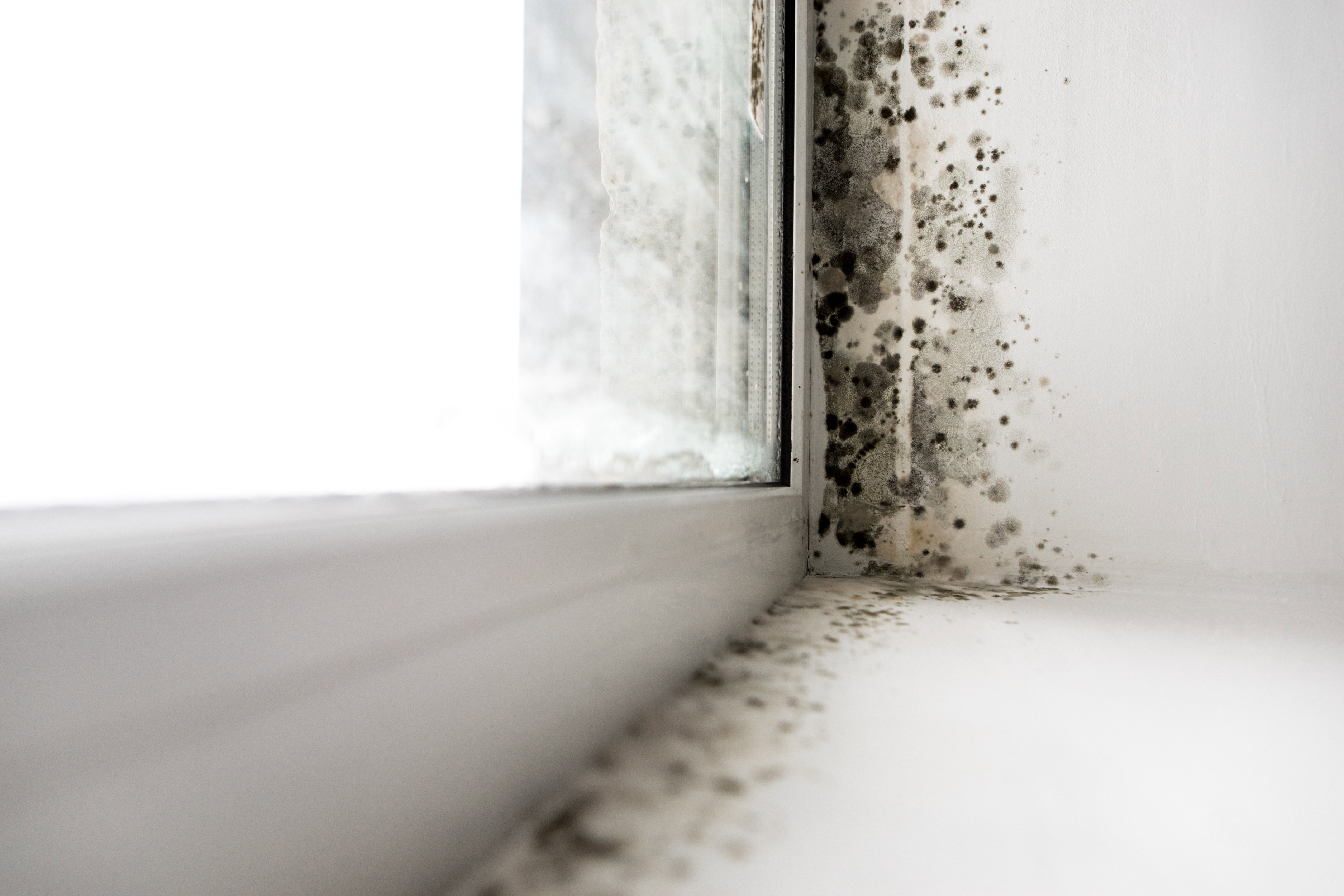 mould-along-window-and-wall