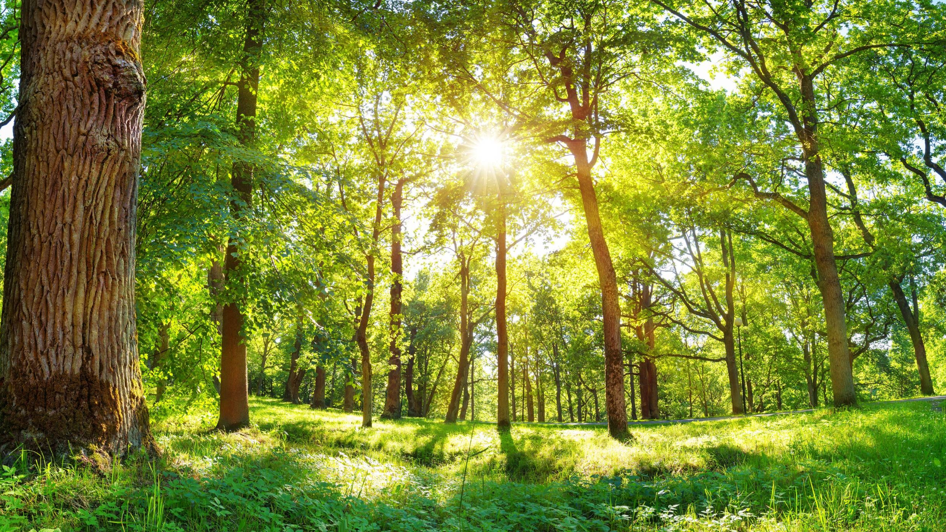 sustainability-initiatives-sustainable-environment 