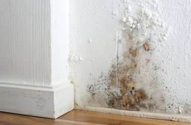 mould-growth-on-white-wall