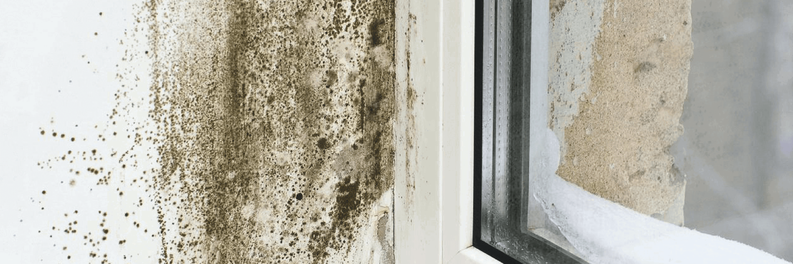 Mould forming in the corner of a window