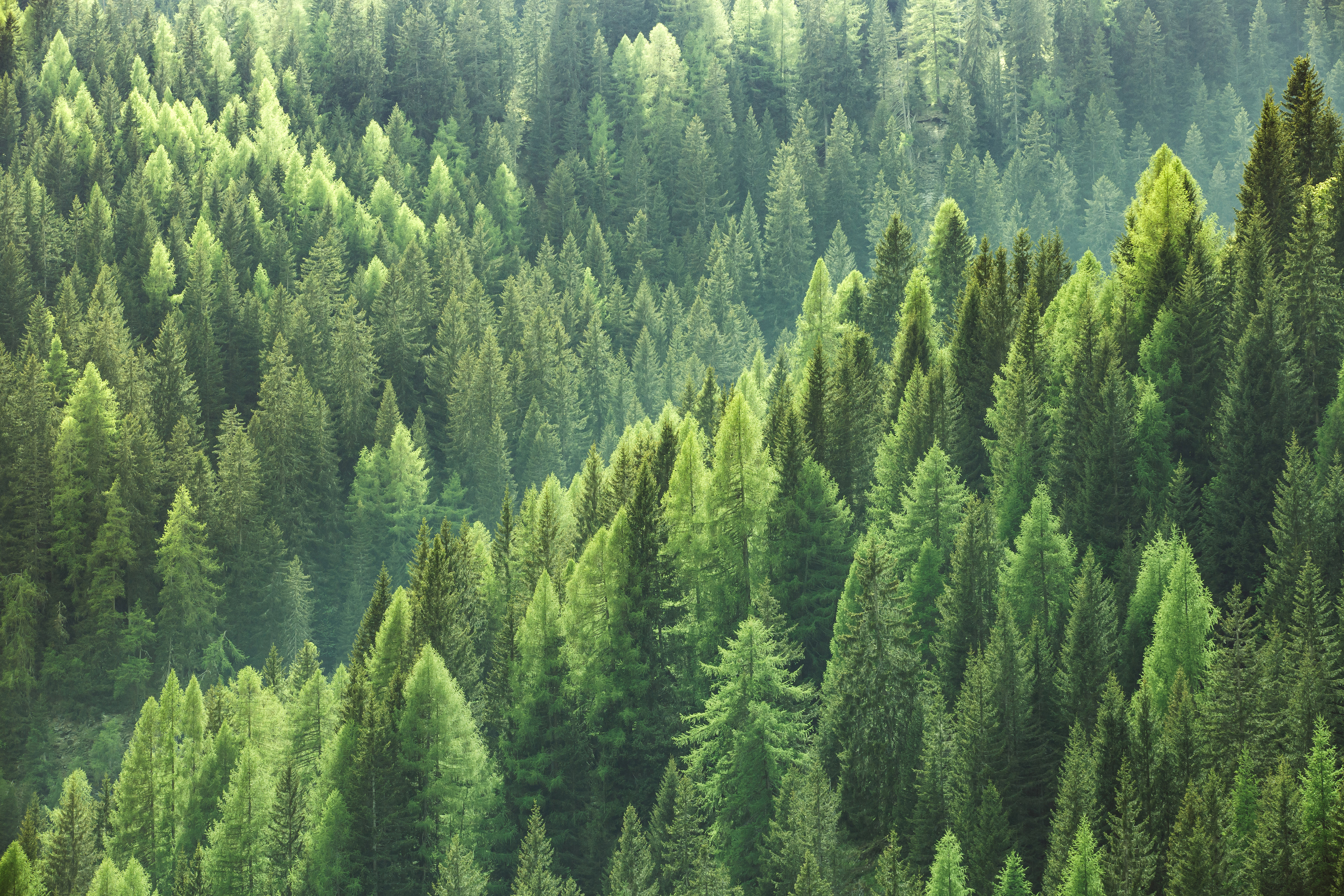 A forest of trees taken from above